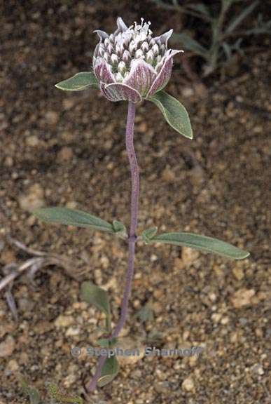 monardella odoratissima ssp glauca 1 graphic